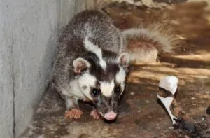 Badger - 88 fotografii sunt locuitor foarte inteligent și frumos de găuri adânci