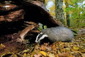 Badger - 88 fotografii sunt locuitor foarte inteligent și frumos de găuri adânci