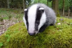 Badger - 88 képek nagyon okos és szép lakója mély lyukak