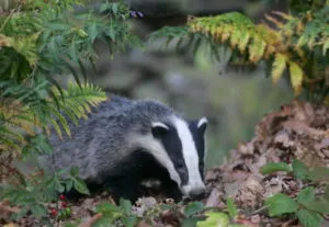 Badger - 88 fotografii sunt locuitor foarte inteligent și frumos de găuri adânci