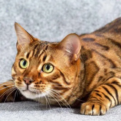 Pisica Bengal (Bengal) fotografii, descrierea și caracterul rasei