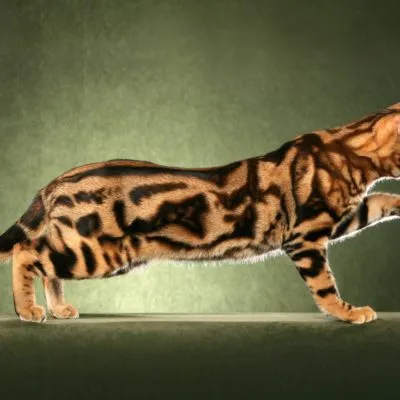 Pisica Bengal (Bengal) fotografii, descrierea și caracterul rasei