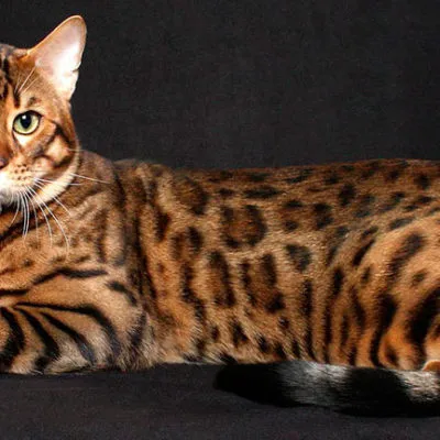 Pisica Bengal (Bengal) fotografii, descrierea și caracterul rasei