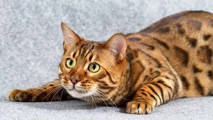 Pisica Bengal (Bengal) fotografii, descrierea și caracterul rasei