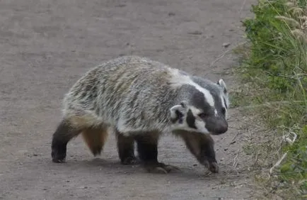 Badger - 88 képek nagyon okos és szép lakója mély lyukak