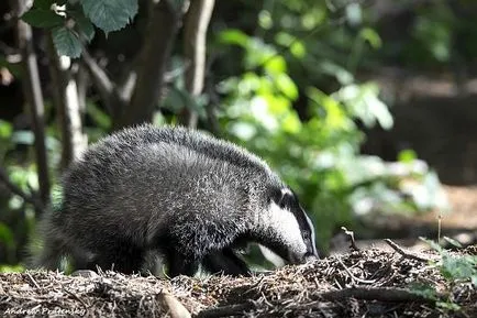 Badger állat fotó