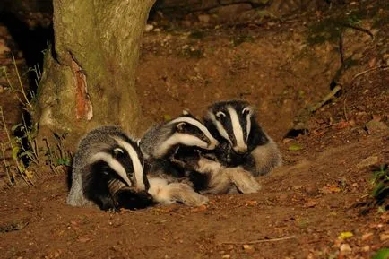 Badger - 88 képek nagyon okos és szép lakója mély lyukak