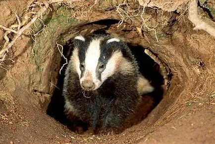 Badger животно снимка