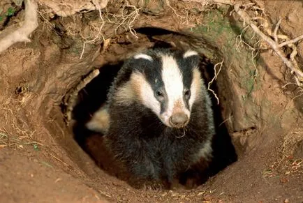 Badger - 88 képek nagyon okos és szép lakója mély lyukak