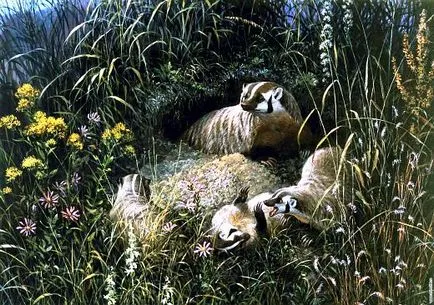 Badger állat fotó