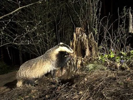 Badger állat fotó