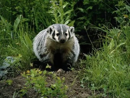 Badger - 88 képek nagyon okos és szép lakója mély lyukak