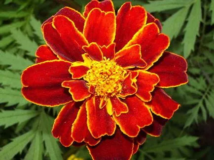 Marigold засаждане и грижи