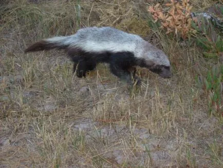 Badger - 88 fotografii sunt locuitor foarte inteligent și frumos de găuri adânci