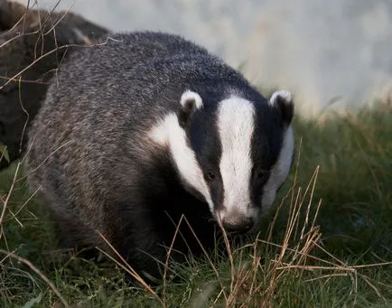 Badger - 88 fotografii sunt locuitor foarte inteligent și frumos de găuri adânci