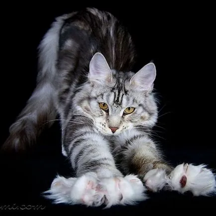 Bengal Bengal rase de pisici (pisici de rase mari fotografii Maine Coon)