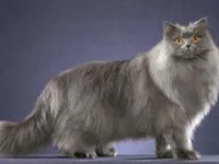 Brit macska karakter - egy leírást a fajta