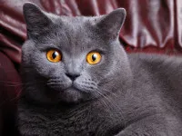 Британска котка характер - описание на породата