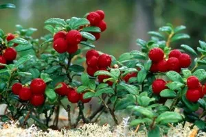 Vörösáfonya - előnyei és hátrányai a levelek, egészséges és gyógyító tulajdonságait áfonyalé, felolvasások és