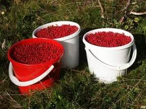 Lingonberry - beneficii și prejudicii de frunze, sănătoase și proprietăți de vindecare de suc de afine, lecturi și