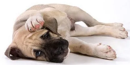 Заболявания на черния дроб и жлъчния мехур при кучета описание, симптоми, лечение, zoodom