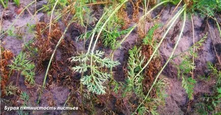 Заболявания на моркови - да направят диагностика със снимки