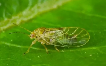 Betegségek, kártevők, hogyan kell védeni a sárgarépa, a hagyományos módszerek