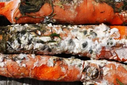 Болести, неприятели, как да се предпазват моркови, традиционните методи