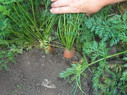 Betegségek és kártevők sárgarépa fotó, leírás és harcot velük a kertben