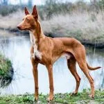Cirneco Етна снимки, описание на породи кучета, природа