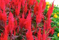 Celosia (70 poze) descriere, soiuri, reguli de plantare de reproducere, în special în combinație cu îngrijire