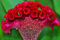 Celosia (70 poze) descriere, soiuri, reguli de plantare de reproducere, în special în combinație cu îngrijire