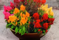 Celosia (70 poze) descriere, soiuri, reguli de plantare de reproducere, în special în combinație cu îngrijire