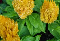 Celosia (70 poze) descriere, soiuri, reguli de plantare de reproducere, în special în combinație cu îngrijire