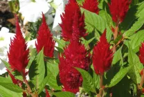 Celosia (70 poze) descriere, soiuri, reguli de plantare de reproducere, în special în combinație cu îngrijire