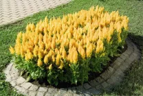 Celosia (70 poze) descriere, soiuri, reguli de plantare de reproducere, în special în combinație cu îngrijire