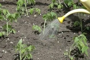 Колкото повече вода доматите, за да не оставя пожълтяване магически растения