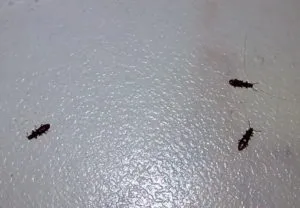 Fekete bogarak a lakásban való és módok velük foglalkozó