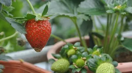 Căpșunile furajere în timpul fructificării în grădină ()