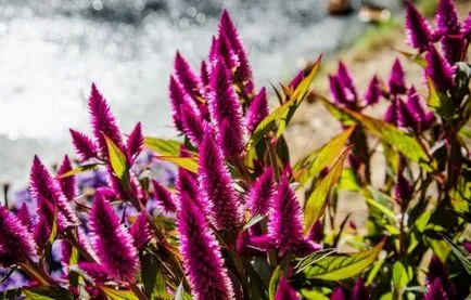 Celosia (67 fotografii) de plantare și de îngrijire, regulile de cultivare