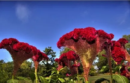 Celosia (67 fotografii) de plantare și de îngrijire, regulile de cultivare