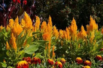 Celosia (70 poze) descriere, soiuri, reguli de plantare de reproducere, în special în combinație cu îngrijire