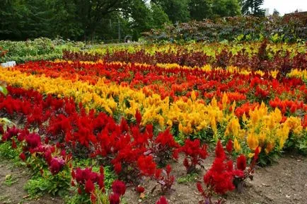 Celosia (67 fotografii) de plantare și de îngrijire, regulile de cultivare