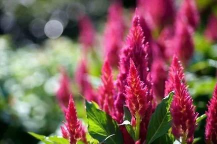 Celosia (67 снимки) засаждане и грижи, правилата за отглеждане