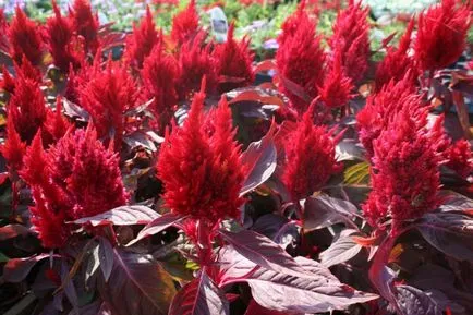 Celosia (67 снимки) засаждане и грижи, правилата за отглеждане