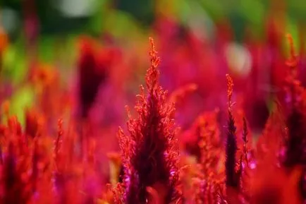 Celosia (67 fotografii) de plantare și de îngrijire, regulile de cultivare