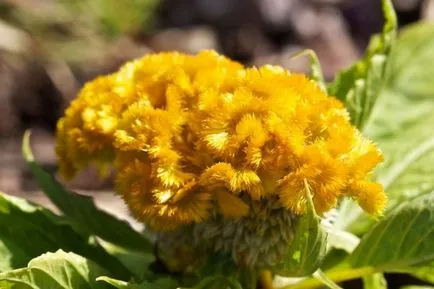 Celosia (67 fotó) ültetés és gondozás, a szabályok a termesztés