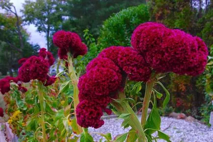 Celosia (67 снимки) засаждане и грижи, правилата за отглеждане