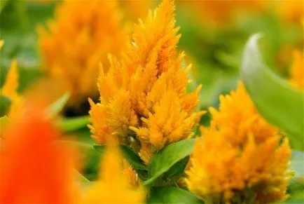 Celosia (67 снимки) засаждане и грижи, правилата за отглеждане