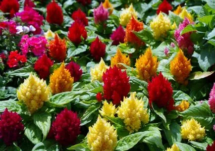 Celosia (67 fotografii) de plantare și de îngrijire, regulile de cultivare